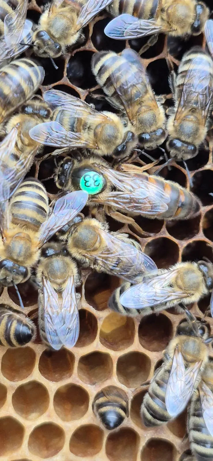 Bee hive and honey production